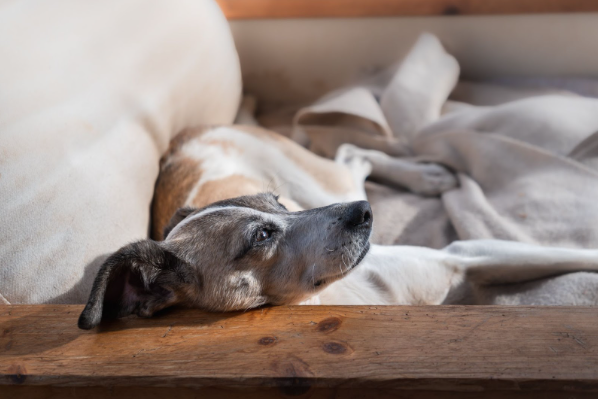 Um cão idoso deitado em um sofá confortável observando o ambiente. 