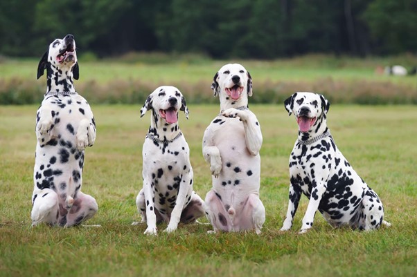 Quatro cães Dálmatas em posições diferentes em um campo. 