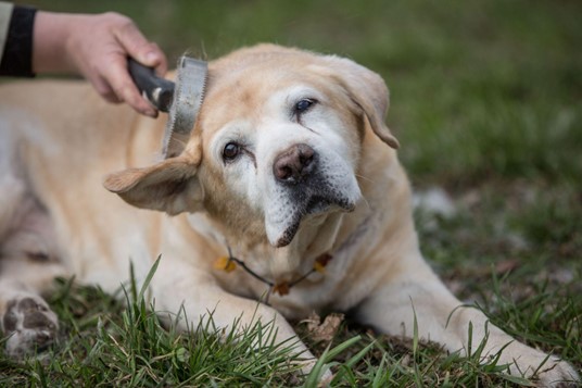 Um cão cego sentado na grama sendo escovado. 
