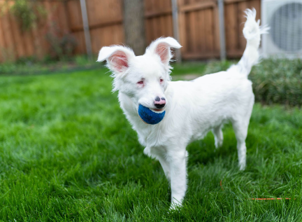 Um cão cego branco e pequeno brincando com uma bola em sua boca.