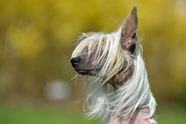 Um Cão de crista chinês nu, uma raça de cachorro sem pelo, sentado com a crista ao vento.