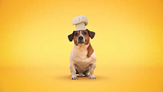 Um cão de pequeno porte, sentado nas patas traseiras, olhando para frente, com um chapéu de chefe de cozinha