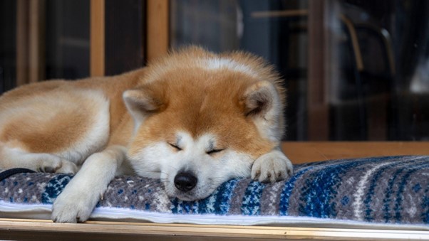 Um cão da raça Akita dormindo em um banco.