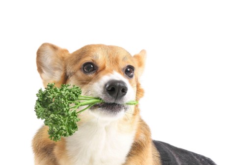 Um cão com uma verdura na boca, carregando ela como se fosse uma flor.