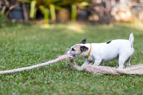 Um cão filhote ao ar livre brincando com cordas. 