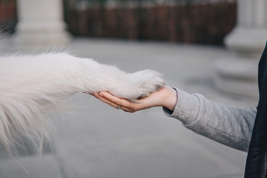 Uma pata de um animal em cima da mão de uma mulher. 