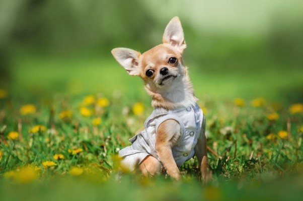 Um Chihuahua vestido com uma roupa branca, sentando em um campo com flores amarelas. 