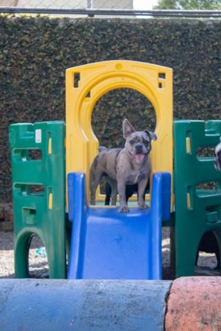 Um cachorro em cima de um castelo com um escorregador.