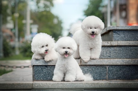 Três cães da raça Bichon Frisé em várias posições sobre degraus de pedra.