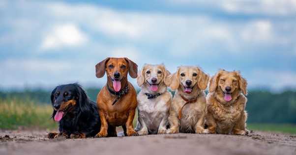 5 Dachshund sentados olhando para frente do mais escuro para o mais claro.  