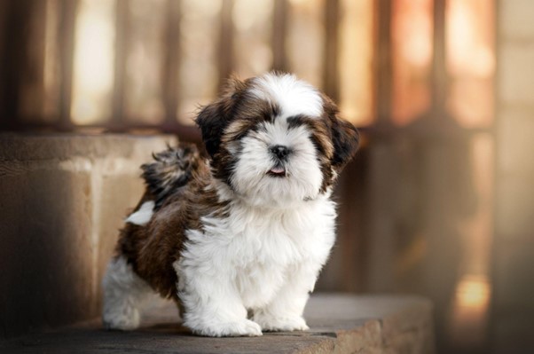 Um filhore de Shih-tzu em um degrau de uma escada. 