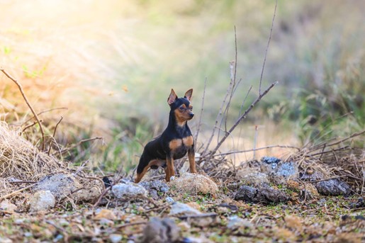 Um Pinscher em um ambiente ao ar livre, sobre uma pedra. 