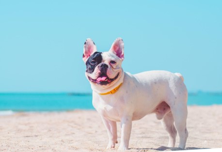 Um Bulldog Francês na areia da Praia.