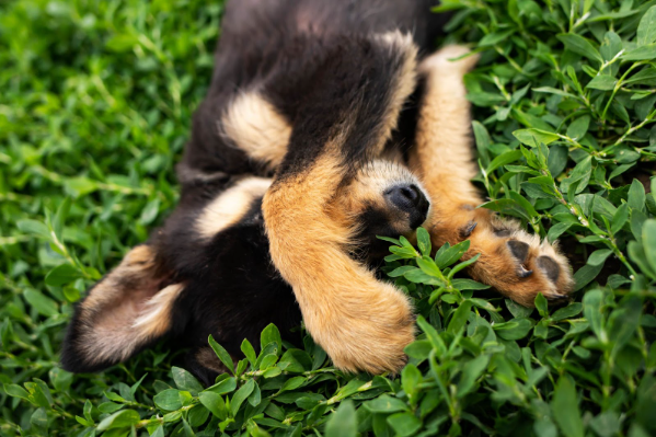 Um cachorro deitado em um gramado com as patas em cima dos olhos.