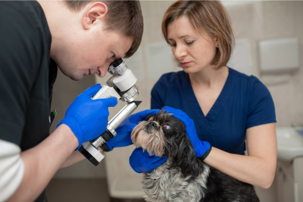 Um cão com olhos vermelhos sendo examinado por dois profissionais veterinários, um deles com um aparelho para verificar os olhos.