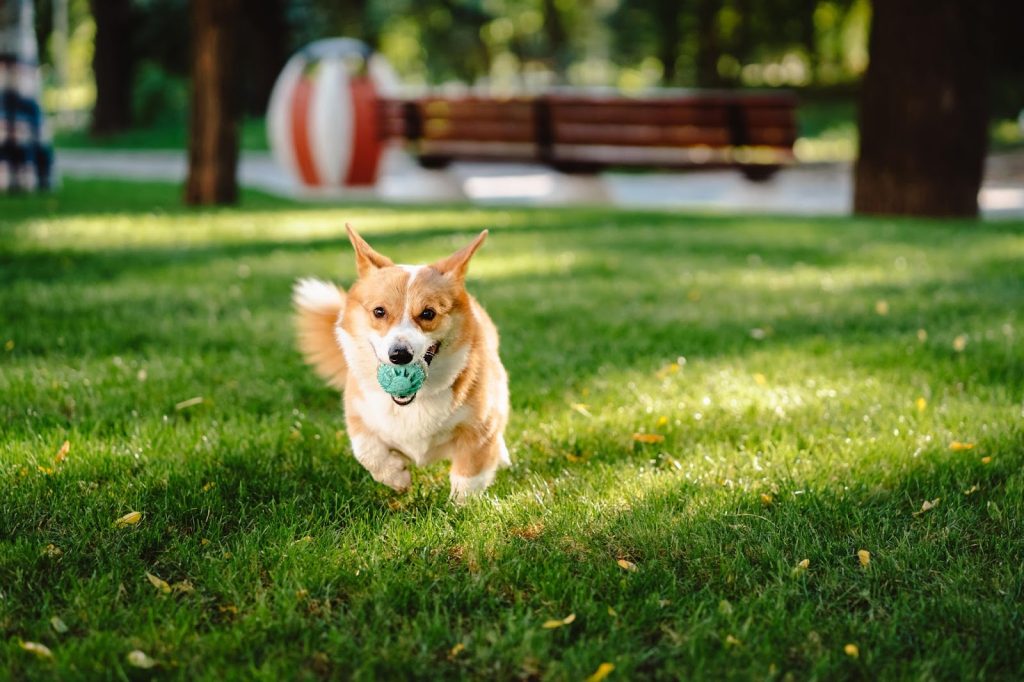 Um Welsh Corgi correndo em um gramado com uma bola na boca.