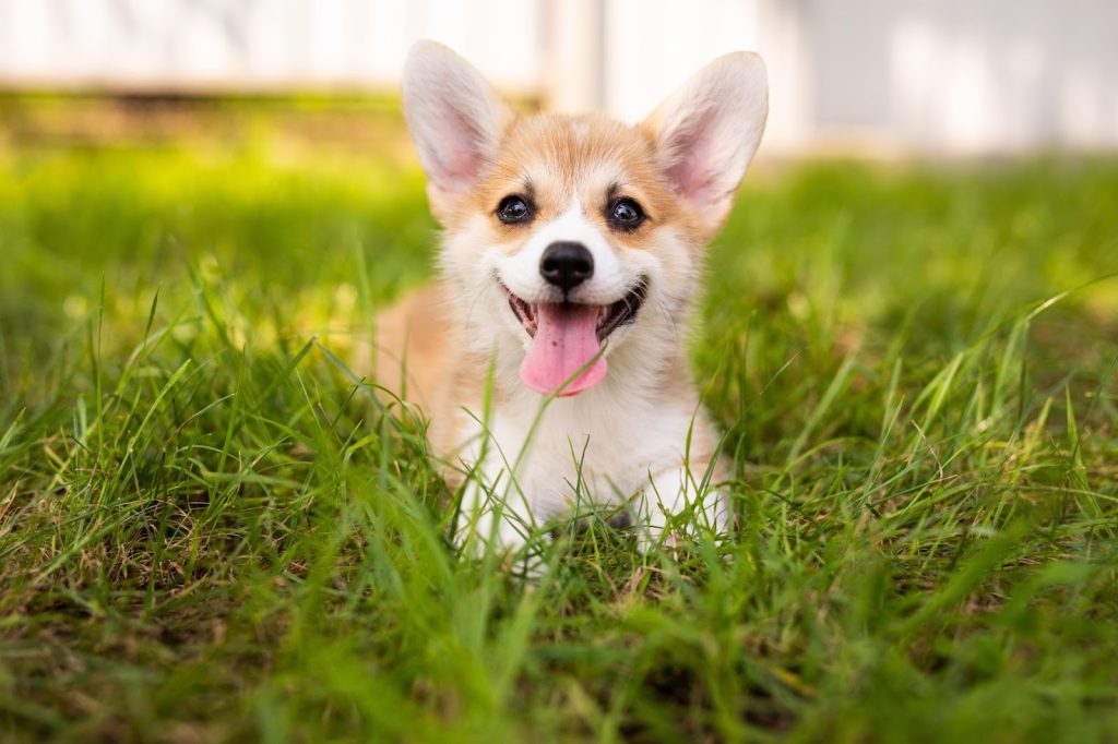 Um Welsh Corgi sentado em um gramado com a língua para fora olhando para frente.