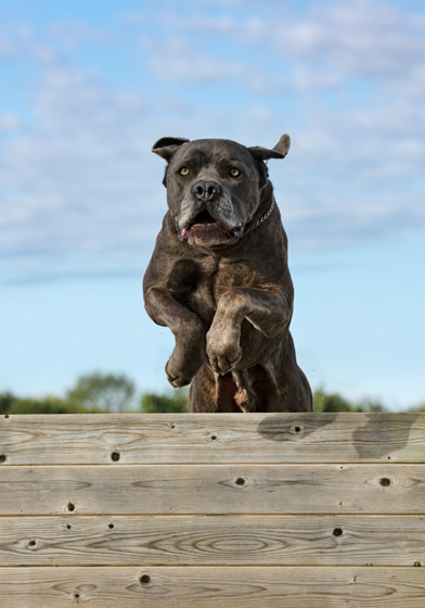 Um cão da raça Cane Corso pulando uma cerca e madeira.