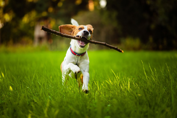 Um cão correndo em um campo com um galho na boca.