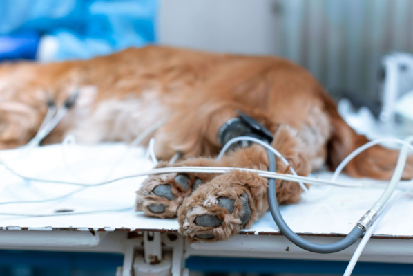 Uma mesa de atendimento veterinário com um cão deitado com os sinais vitais monitorados.