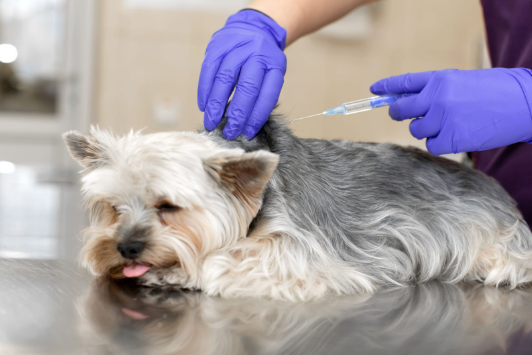 Um cão em cima de uma superfície, com uma veterinária aplicando uma injeção. 