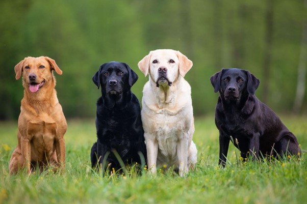 Quatro Labradores de cores diferentes sentados na grama.