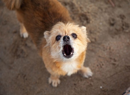 Um cão ao ar livre latindo.