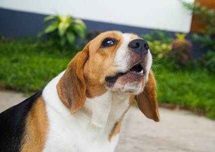 Um cão ao ar livre latindo