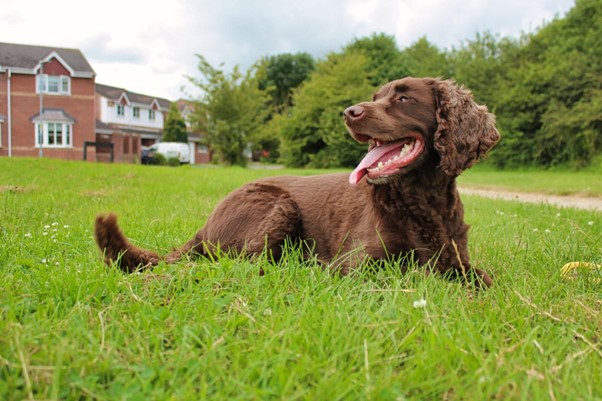 Um Cocker Spaniel marrom sentado na grama.