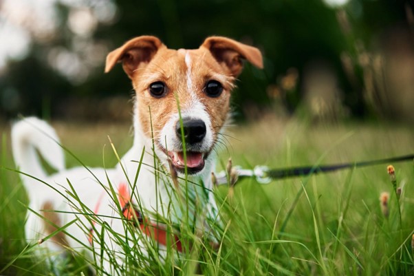 Um Jack Russell Terrier na grama com uma coleira.