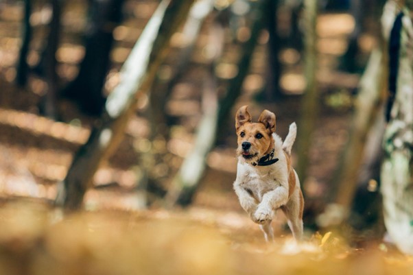 Um Fox Terrier correndo ao ar livre.