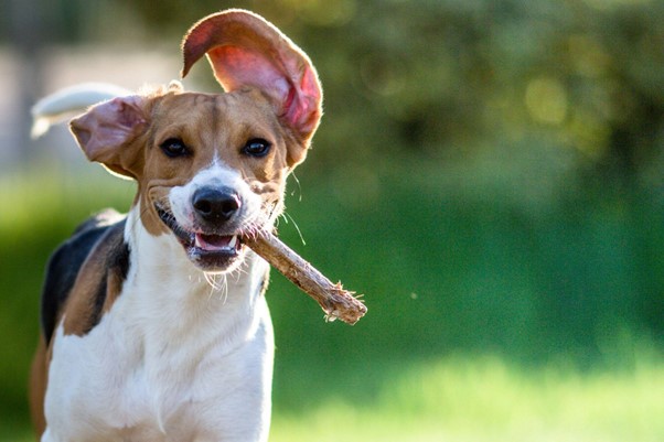 Um Beagle andando com um graveto na boca.