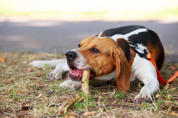 Um Foxhound deitado com um graveto na boca.