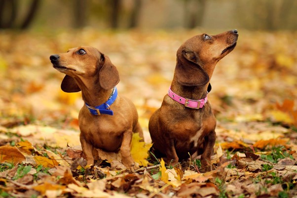 Dois Dachshunds sentados um de costas para o outro.