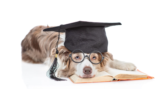 Um cachorro com um chapéu de formatura e óculos deitado sobre um livro. 