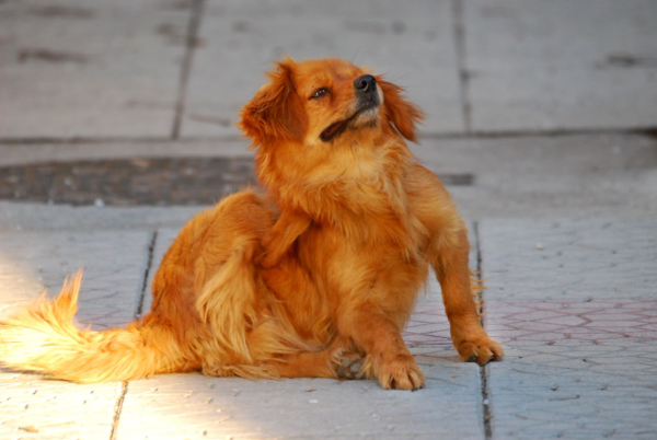 Um cachorro sentado e coçando seu pescoço com as patas traseiras. 