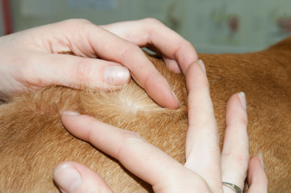 Um pelo de um animal com duas mãos abrindo e inspecionando.