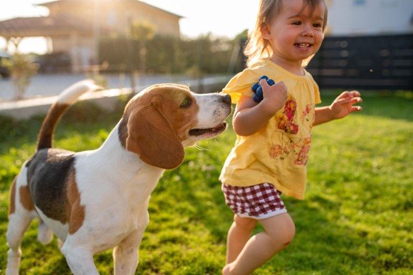 Um Beagle brincando com uma criança.