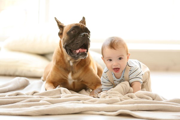 Um Boxer com um bebê deitados e brincando.