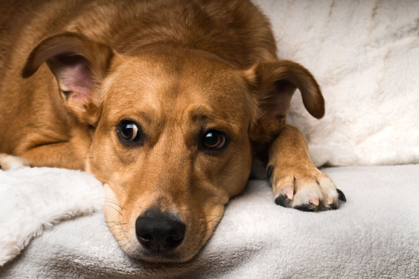 Um cachorro vira-lata caramelo deitado com o rosto para frente