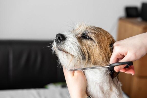 Um cachorro fiapo de manga tendo seus pelos aparados.