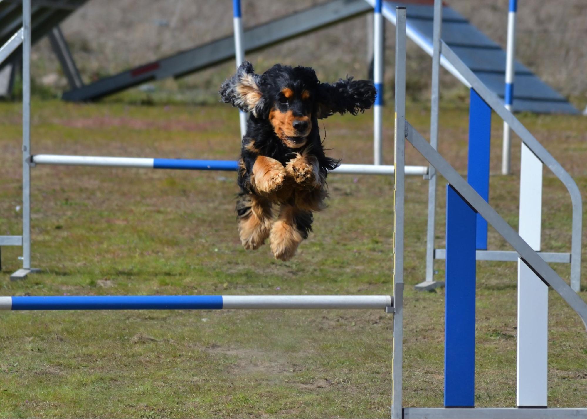 Um cão pulando um obstáculo.