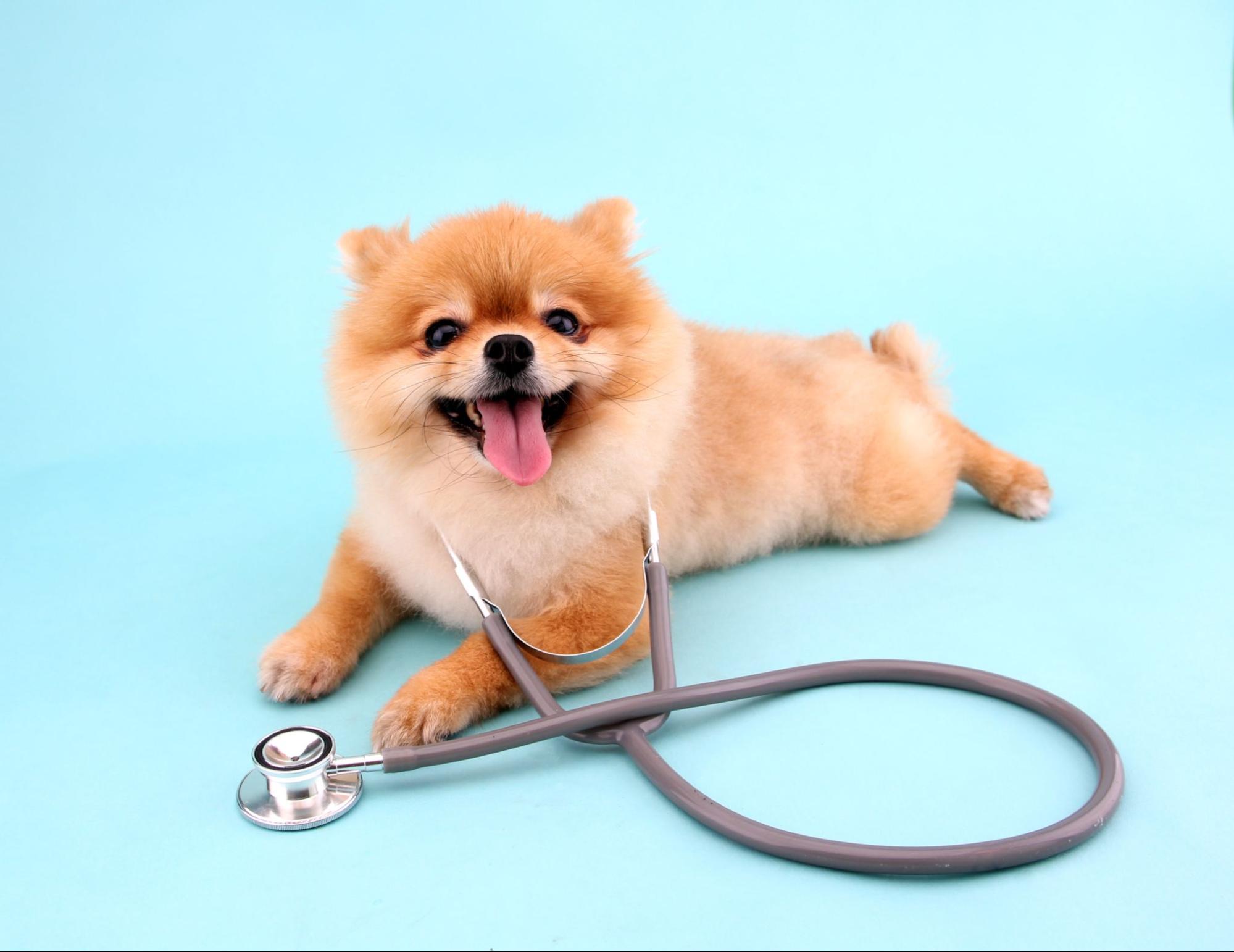 Um cão com um estetoscópio no pescoço com a língua de fora.