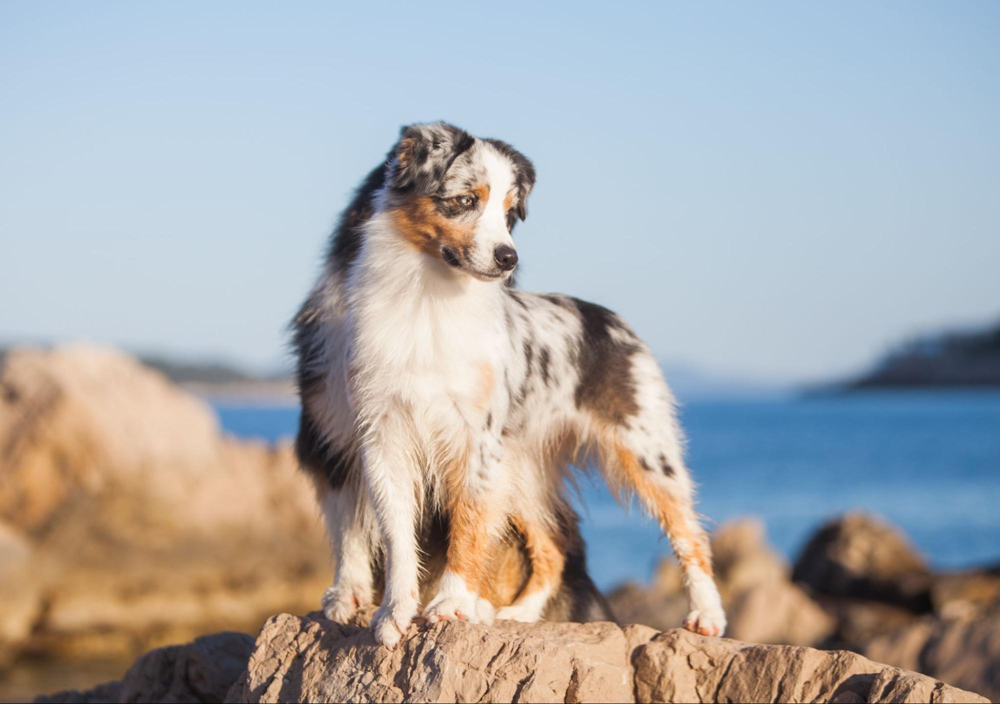 Um cão Pastor Australiano em cima de uma pedra com uma praia ao fundo.