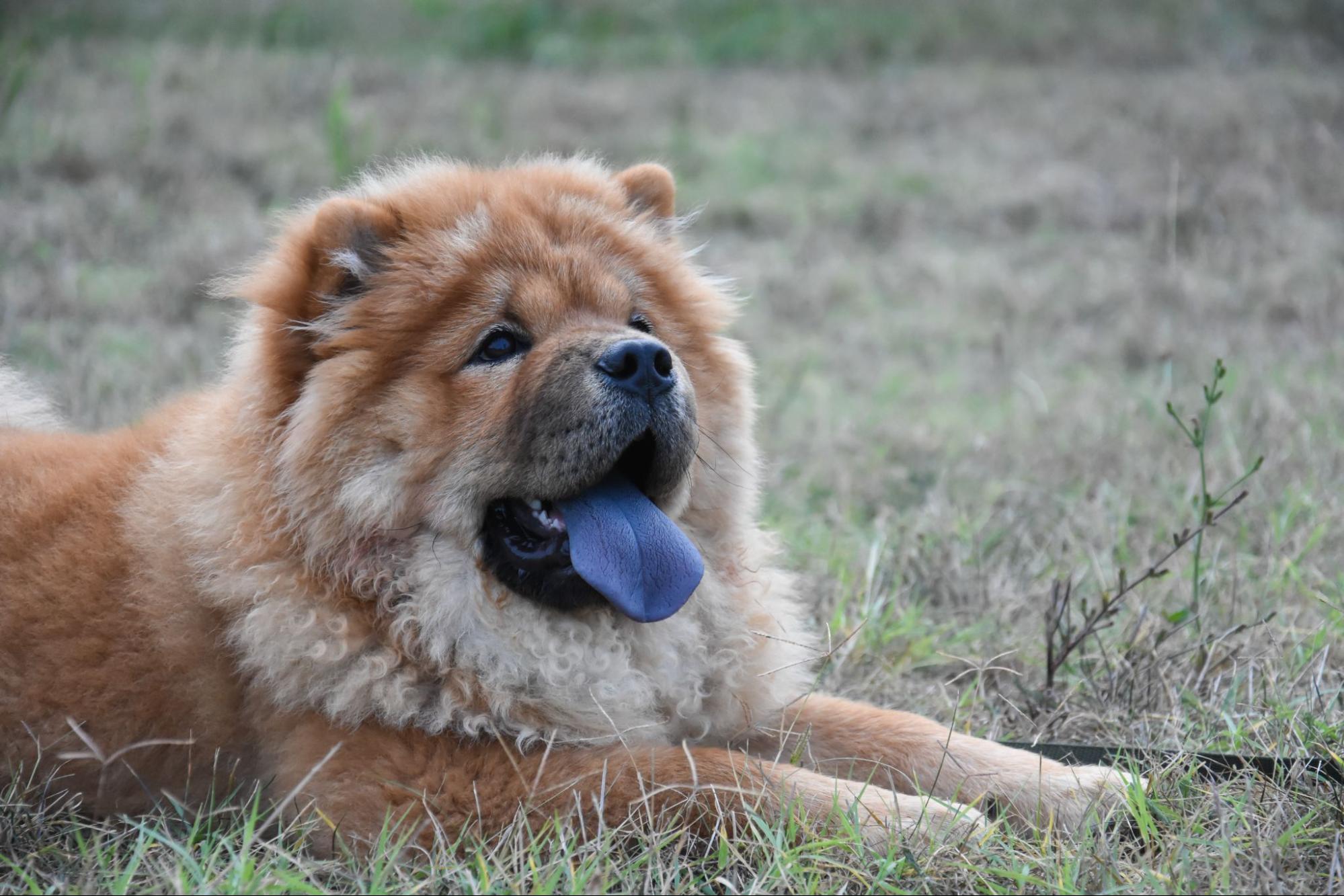 Um cão Chow Chow descansando na grama.