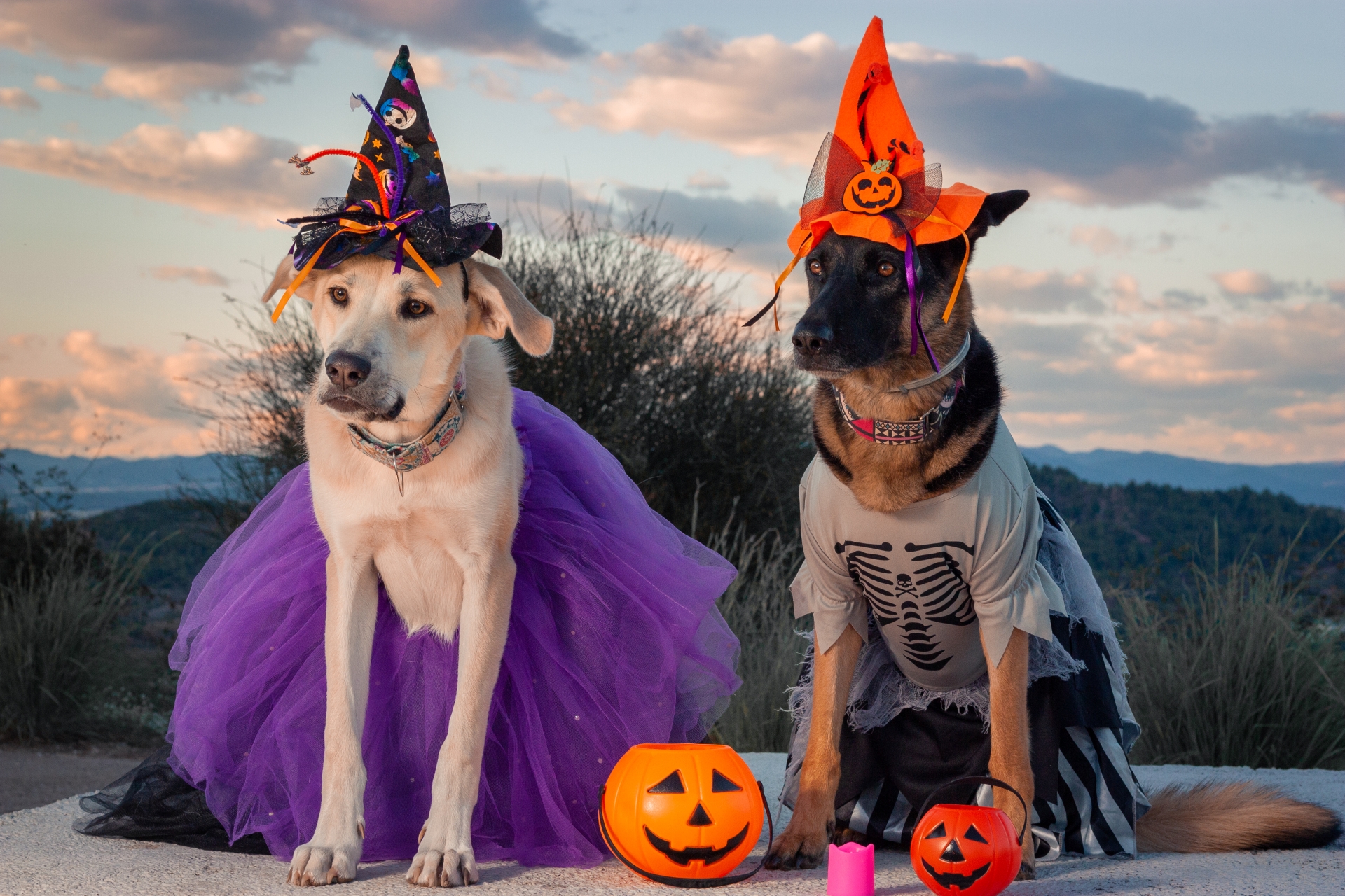 Dois cachorros fantasiados para o Halloween. 