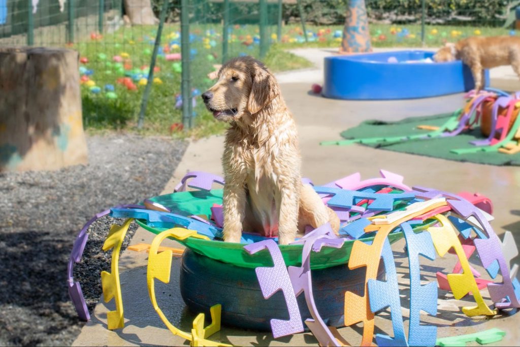 Um cão sentado em um espaço de uma creche para cachorro com enriquecimento ambiental