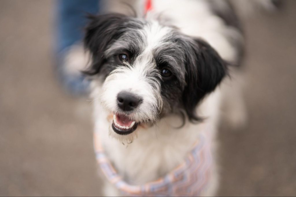 Um cachorro da raça Kokoni sorrindo