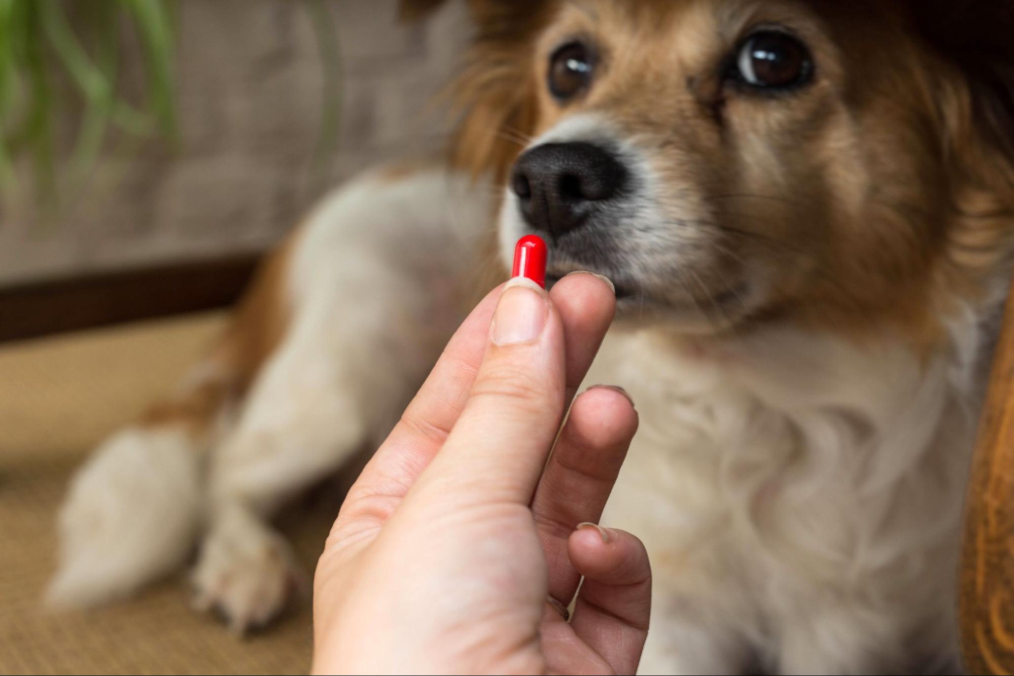Uma mão dando uma capsula de remédio para um cão. 