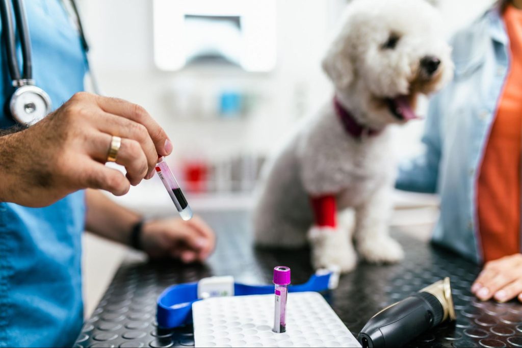 Um profissional da saúde com uma ampola de exame de sangue e um cão ao fundo.